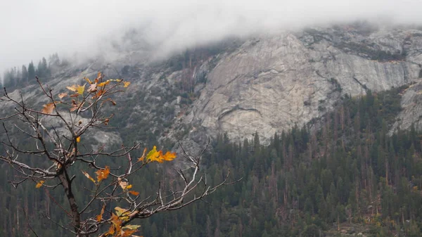 Mistige Herfst Vallei Met Uitzicht Bomen Bergen — Stockfoto