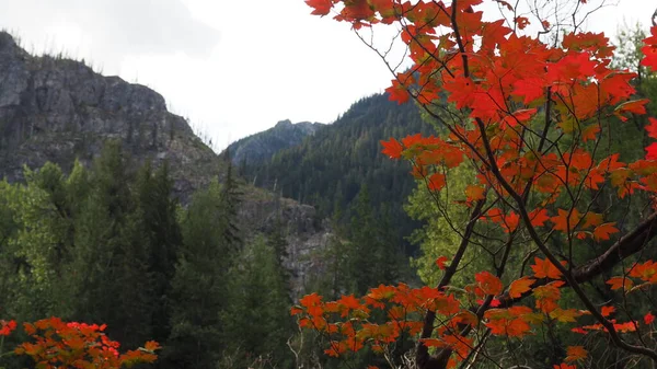Jesień Liści Przed Tłem Góry — Zdjęcie stockowe