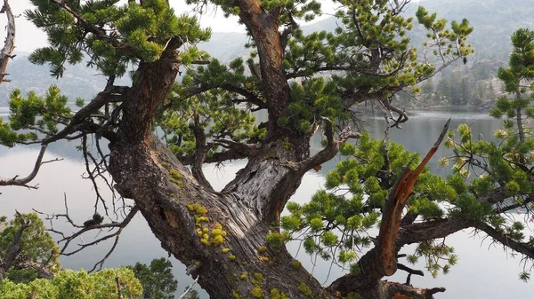 Górę Blisko Drzewa Pół Księżyca Jezioro Tle — Zdjęcie stockowe