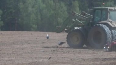 Tarım, bahar işleri. Bir traktör monte edilmiş disk harrows seviyeleri ve tarla toprak gevşetir, leylekler dolaşır