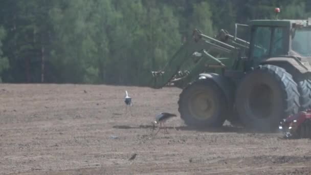 농업용수 디스크를 트랙터가 수준을 낮추고 들판의 황새는 걸어다니고 — 비디오