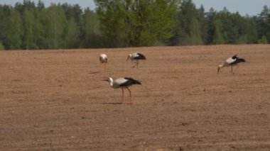 Beyaz leylek gün batımında tarlada yürüyor. Bu kuşu izlemek çok ilginç. Bir leylek tarlada yürüyor..