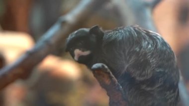 Beyaz - dudaklı tamarin oturur ve ağır çekimde etrafına bakar