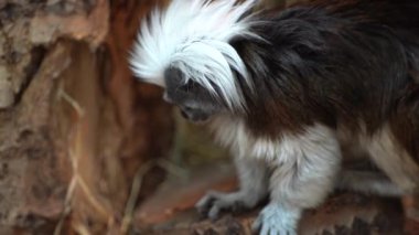 Pamuk Top Tamarin Maymunu, Saguinus Oedipus, doğal ortamda ağır çekimde oturuyor.