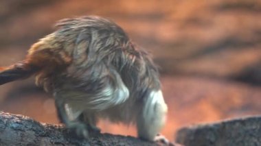 Pamuk Top Tamarin Maymunu, Saguinus Oedipus, doğal ortamda ağır çekimde oturuyor.