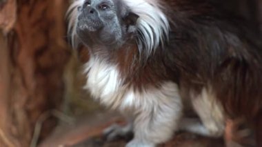 Pamuk Top Tamarin Maymunu, Saguinus Oedipus, doğal ortamda ağır çekimde oturuyor.