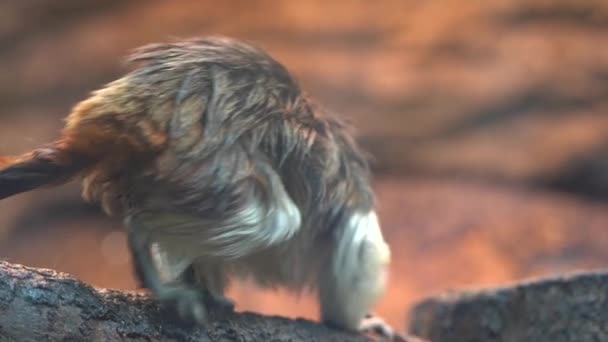 綿トップタマリン猿 サギヌスオイディプス 自然環境に座って遅い動き — ストック動画
