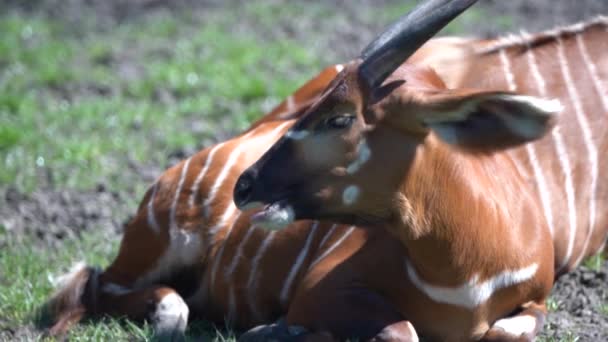 Een Bruine Antilope Slaapt Het Gras Slow Motion — Stockvideo