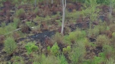 Hava manzarası, yeşil kuru orman bazı kısımları orman yangınında yok olmuş.