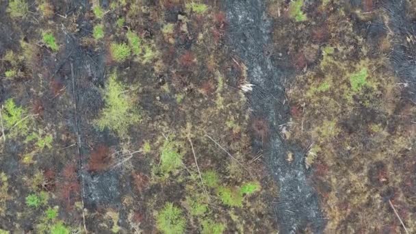 空中ビュー 緑の乾燥した森 いくつかの部分は森林火災によって破壊された — ストック動画