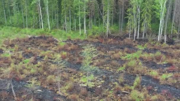 空中的景色 绿色干燥的森林 一些部分被森林大火摧毁了 — 图库视频影像