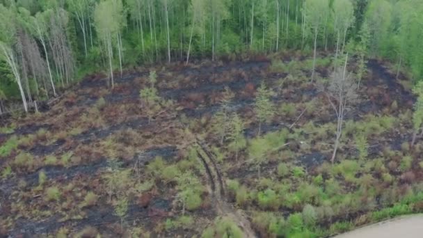 Luftaufnahme Grüner Trockener Wald Einige Teile Wurden Durch Einen Waldbrand — Stockvideo