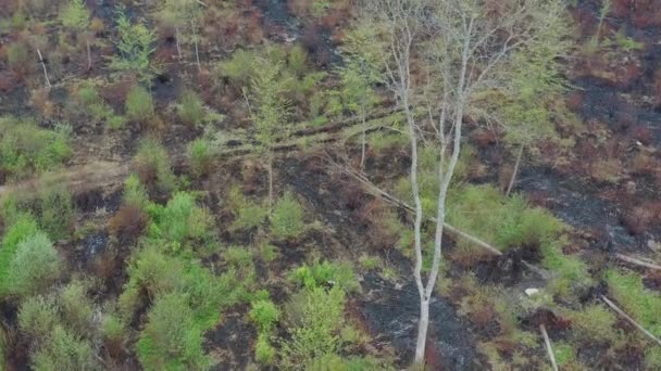 Вид Воздуха Зеленый Сухой Лес Некоторые Части Уничтожены Лесным Пожаром — стоковое видео