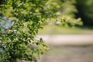 Bulanık yeşil arka planda yeşil yaprak. Güneş ışığında çok güzel bir yaprak dokusu. Doğal arka plan. Metin için boş alanı olan makroyu kapat.