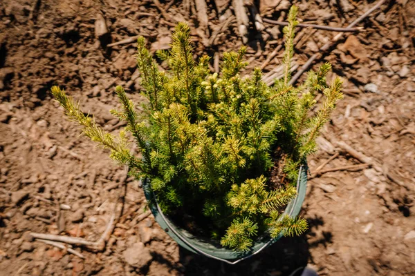 Many Spruce Saplings Stand Black Buckets Ready Planting — Stock Photo, Image