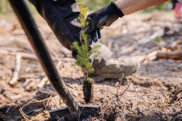 Planting a forest close-up of a woman holding a spruce sapling