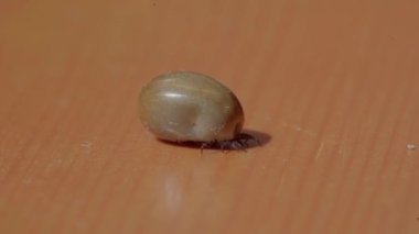 Şişman kene, yerde sürünüyor, yavaşça hareket ediyor. Kan emdikten sonra kene kedinin üzerine düştü. Yukarıdan gelen ticari ışık. Küçük kene bacaklar hareket ediyor.