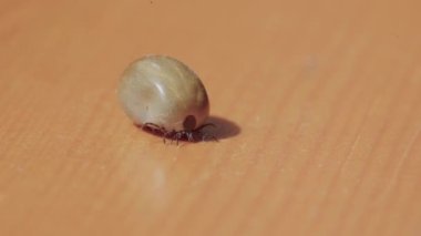 Şişman kene, yerde sürünüyor, yavaşça hareket ediyor. Kan emdikten sonra kene kedinin üzerine düştü. Yukarıdan gelen ticari ışık. Küçük kene bacaklar hareket ediyor.