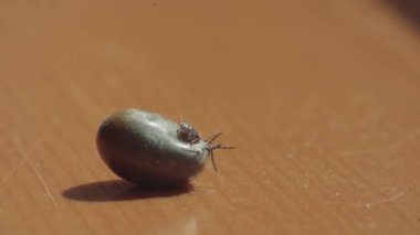 Sırtüstü uzanan şişman bir kene yavaşça hareket ediyor. Kan emdikten sonra bir kedinin kenesi düştü. Tepeden gelen ticari ışık. Kenenin küçük bacakları hareket ediyor. İkinci kene mideye yapışık.