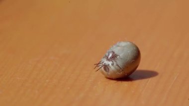 Sırtüstü uzanan şişman bir kene yavaşça hareket ediyor. Kan emdikten sonra bir kedinin kenesi düştü. Tepeden gelen ticari ışık. Kenenin küçük bacakları hareket ediyor. İkinci kene mideye yapışık.