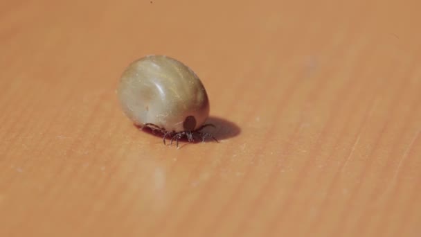 Fat Tick Rampant Sur Sol Déplaçant Lentement Tique Est Tombée — Video