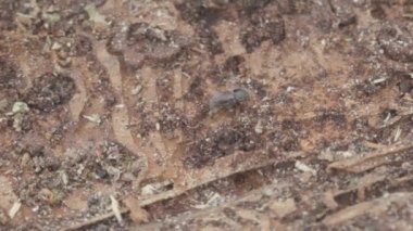 Daha büyük sekiz dişli Avrupa ladin kabuğu böceği, Ips tipografisi yakın plan. Bu böcek ladin ağaçlarında büyük bir baş belasıdır.