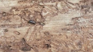 Daha büyük sekiz dişli Avrupa ladin kabuğu böceği, Ips tipografisi yakın plan. Bu böcek ladin ağaçlarında büyük bir baş belasıdır.