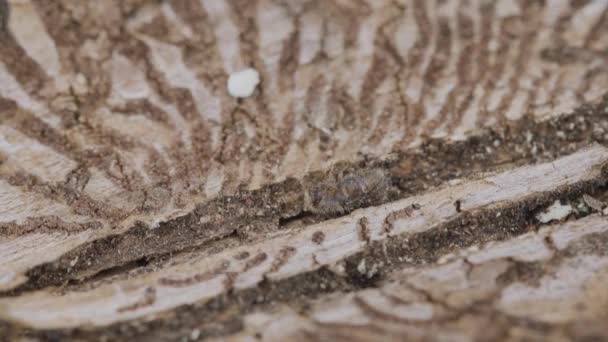大きな8本歯のヨーロッパのトウヒ樹皮甲虫 葉のタイプグラフスがクローズアップされます この昆虫はトウヒの木にとって大きな害虫です — ストック動画