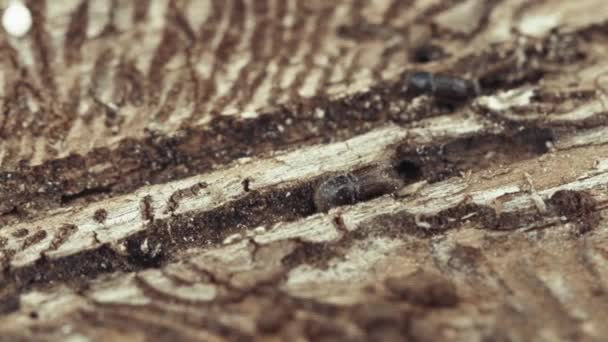Größerer Achtzahn Borkenkäfer Ips Typographus Aus Großaufnahme Dieses Insekt Ist — Stockvideo