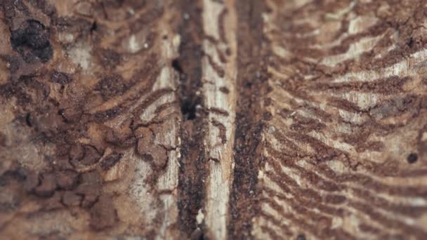 Μεγαλύτερο Σκαθάρι Ευρωπαϊκού Φλοιού Ερυθρελάτης Οκτώ Δόντια Ips Typographus Close — Αρχείο Βίντεο