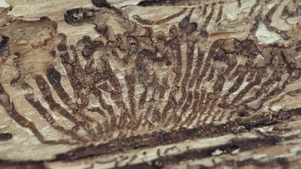 Escarabajo Europeo Corteza Abeto Ocho Dientes Más Grande Ips Typographus — Vídeos de Stock