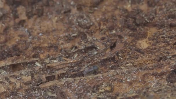 大きな8本歯のヨーロッパのトウヒ樹皮甲虫 葉のタイプグラフスがクローズアップされます この昆虫はトウヒの木にとって大きな害虫です — ストック動画