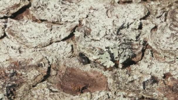 가문비 풍뎅이 Ips Typographus Close 곤충은 가문비나무 의주된 해충이다 — 비디오