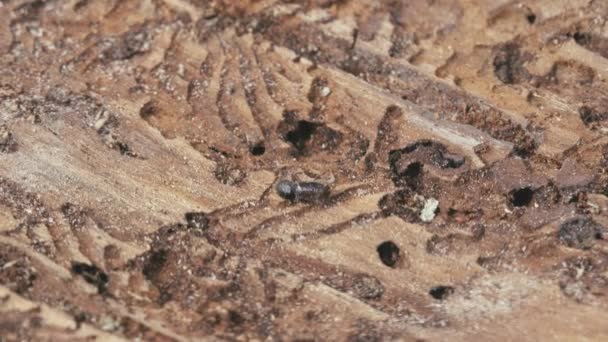 Μεγαλύτερο Σκαθάρι Ευρωπαϊκού Φλοιού Ερυθρελάτης Οκτώ Δόντια Ips Typographus Close — Αρχείο Βίντεο