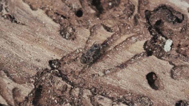 Larger Eight Toothed European Spruce Bark Beetle Ips Typographus Close — Stock Video