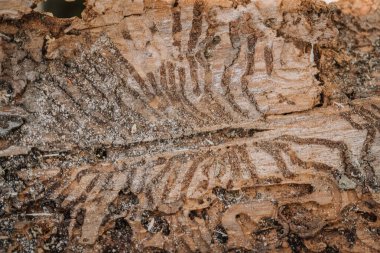 Sekiz dişli ladin kabuk böceği dokusu