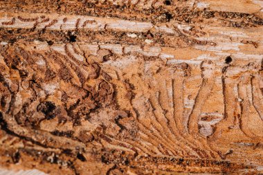 Sekiz dişli ladin kabuk böceği dokusu