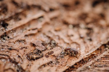 Daha büyük sekiz dişli Avrupa ladin kabuğu böceği, Ips tipografisi yakın plan. Bu böcek ladin ağaçlarında büyük bir baş belasıdır.