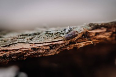 Daha büyük sekiz dişli Avrupa ladin kabuğu böceği, Ips tipografisi yakın plan. Bu böcek ladin ağaçlarında büyük bir baş belasıdır.