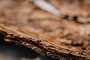 Daha büyük sekiz dişli Avrupa ladin kabuğu böceği, Ips tipografisi yakın plan. Bu böcek ladin ağaçlarında büyük bir baş belasıdır.
