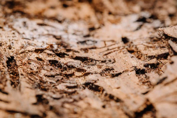 eight-tooth spruce bark beetle texture