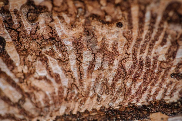eight-tooth spruce bark beetle texture
