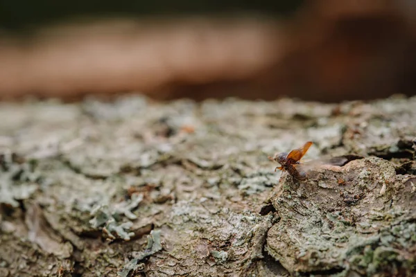 较大的八齿欧洲云杉树皮甲虫 Ips排版特写 这种昆虫是云杉树上的主要害虫 — 图库照片