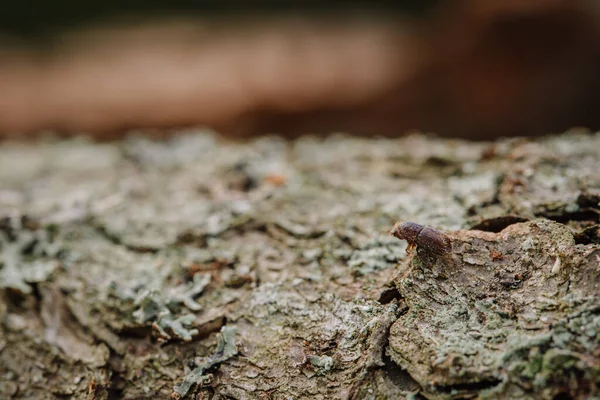 stock image Larger eight-toothed European spruce bark beetle, Ips typographus close-up. This insect is a major pest on spruce trees