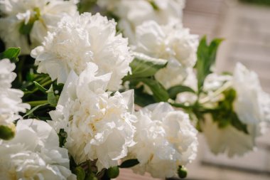 Beyaz şakayık çiçekleri arka planda beyaz şakayık çiçekleri. 