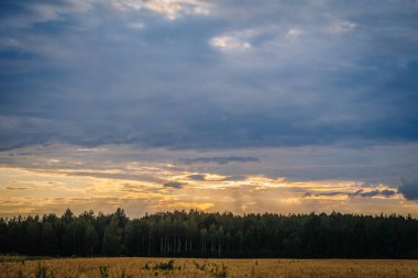 Gün batımında arpa tarlası ve arka planda ladin ormanı. 