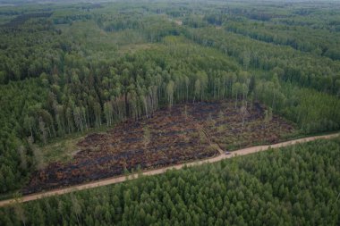 A piece of forest burned in forests wiev from above clipart