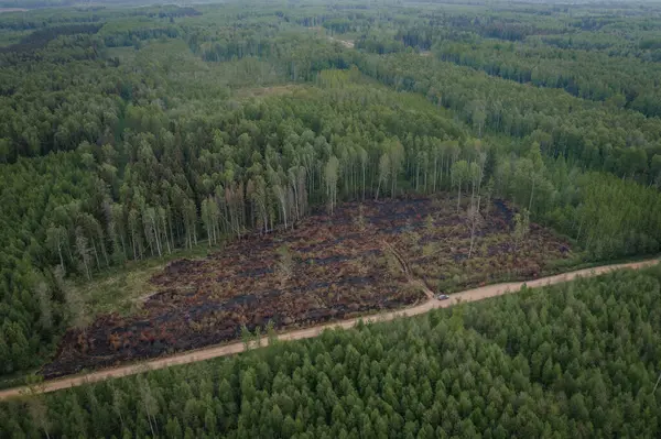A piece of forest burned in forests wiev from above