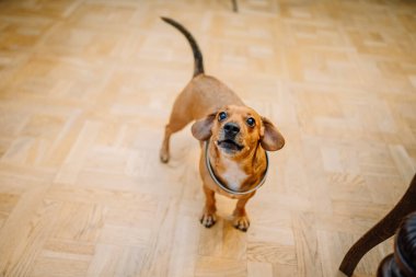 Kameraya bakıp gülümseyen yetişkin melez kahverengi köpek portresi. Son sınıf köpek fotoğrafı..