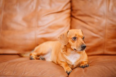 Kahverengi şirin bir dachshund oturma odasında kahverengi deri koltukta oturuyor.